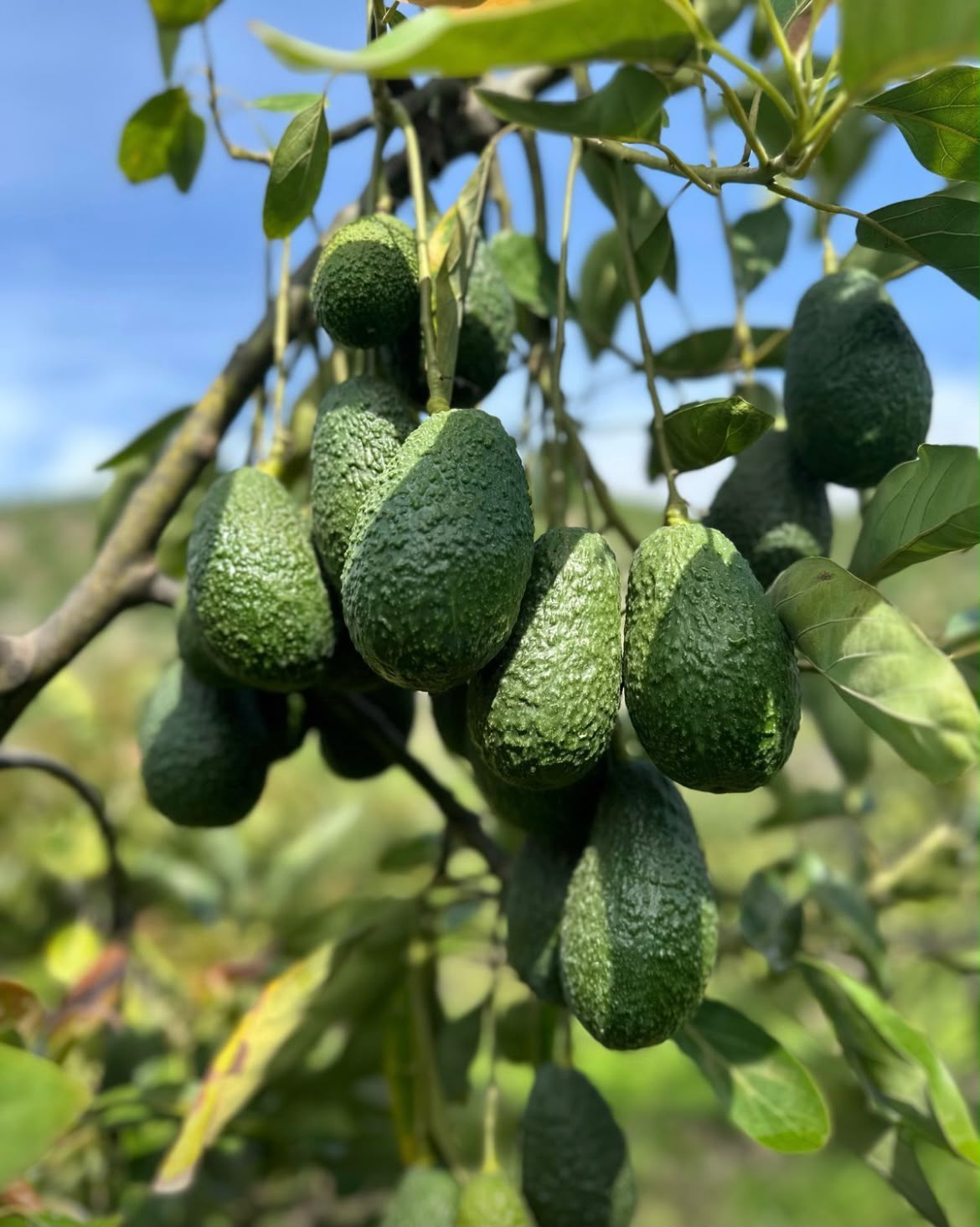 Aguacate