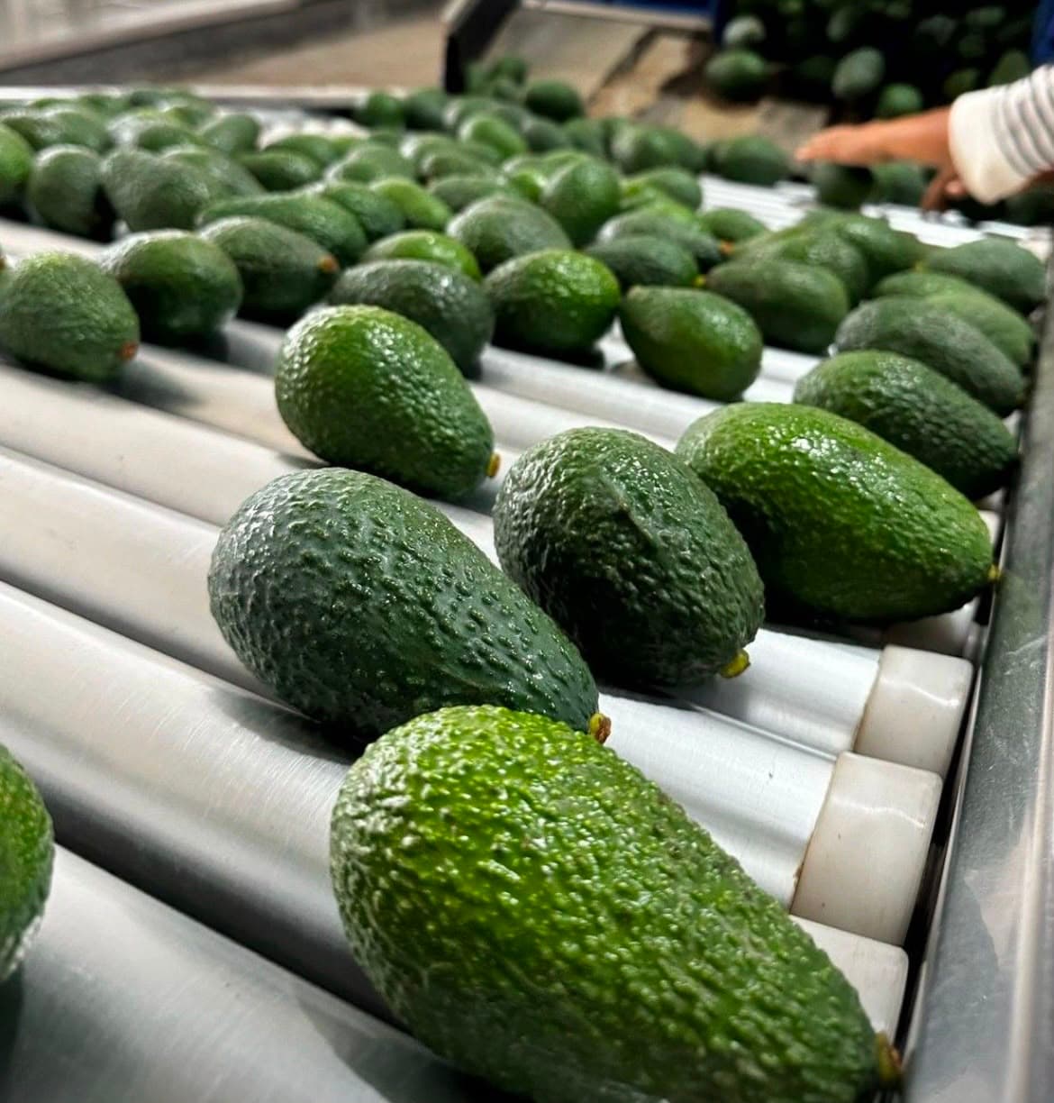 Selección y control de calidad de aguacate